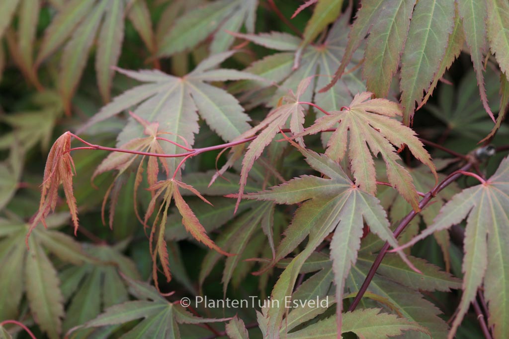 Acer palmatum ‚Murasaki-yama‘