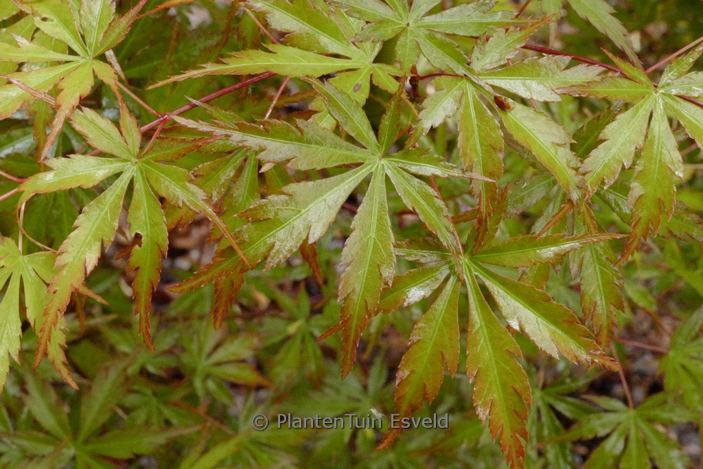 Acer palmatum ‚Mure-hibari‘