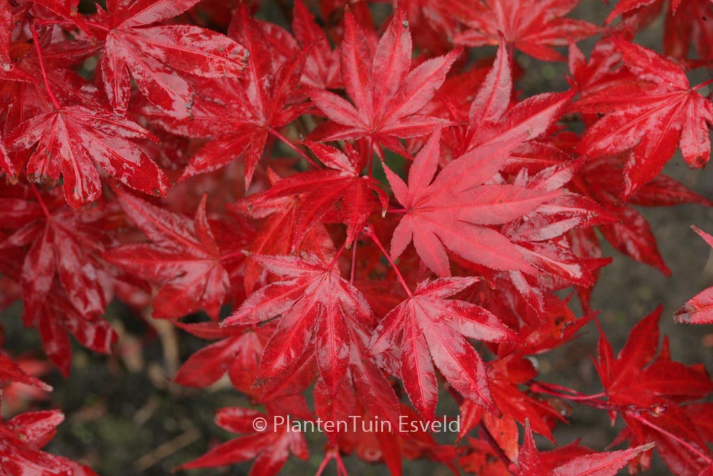 Acer palmatum ‚Muro-gawa‘