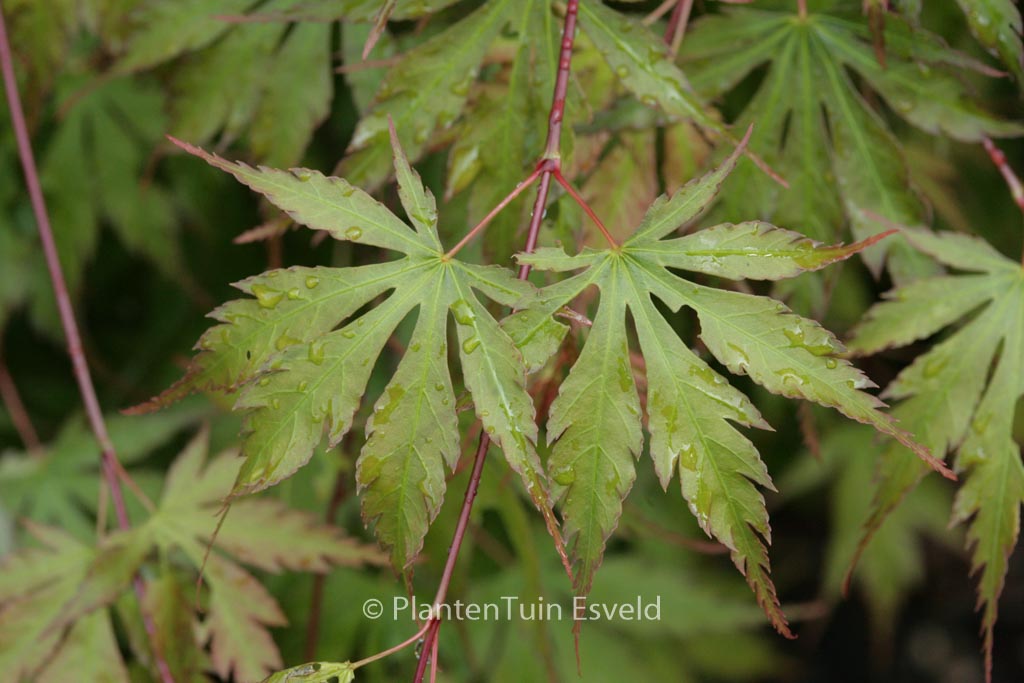 Acer palmatum ‚Nagisa-hime‘