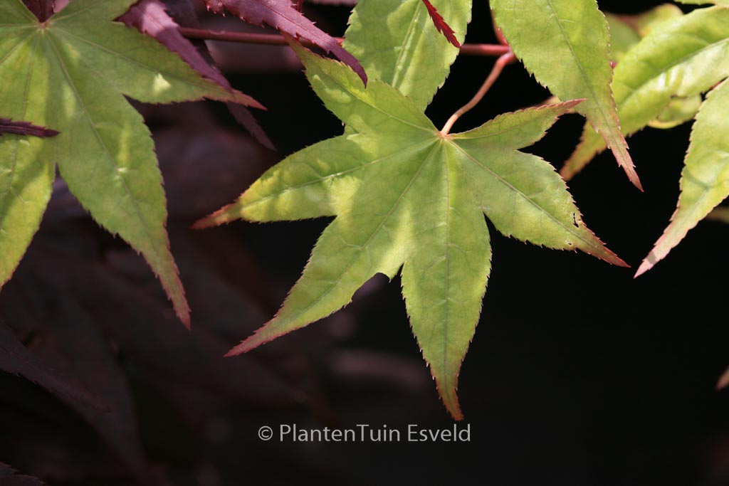 Acer palmatum ‚Naka-oku-gawa‘