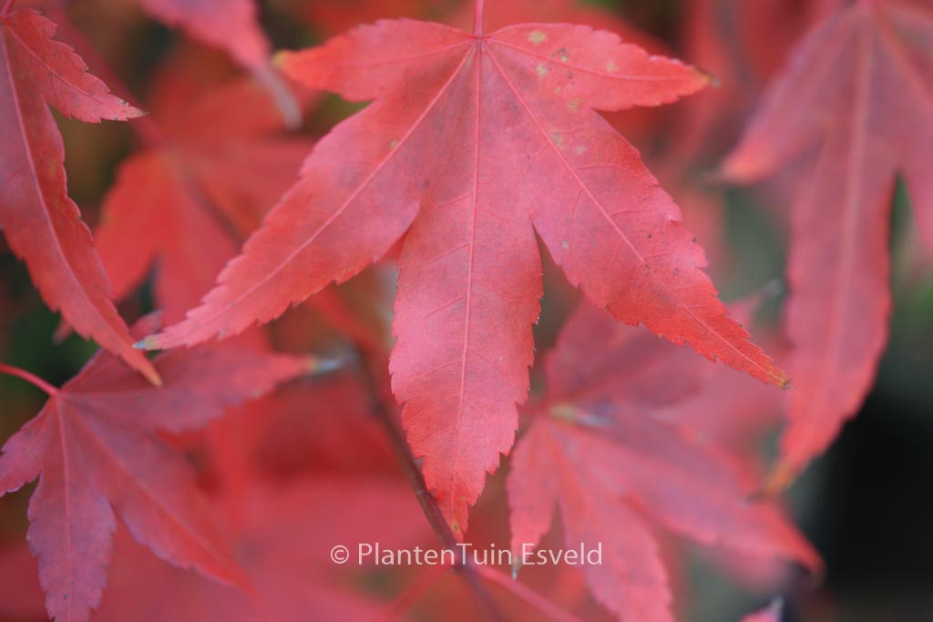 Acer palmatum ‚Nakahara-beni‘