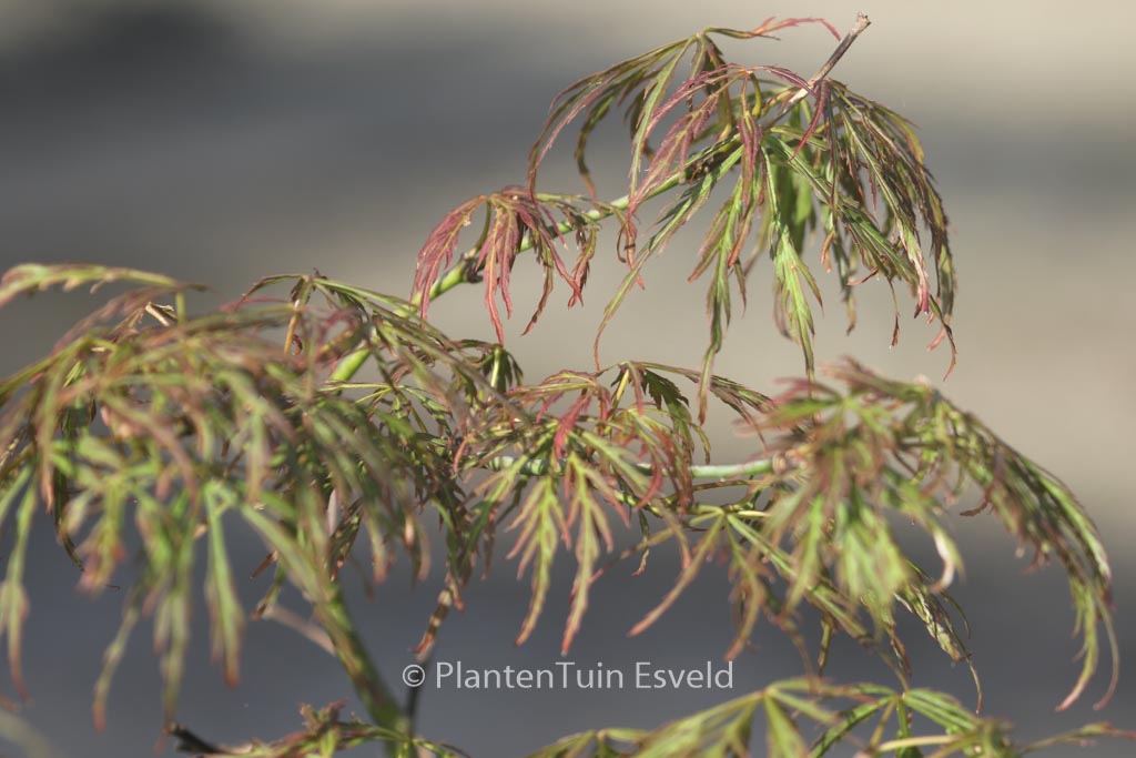 Acer palmatum ‚Nancy’s Legacy‘