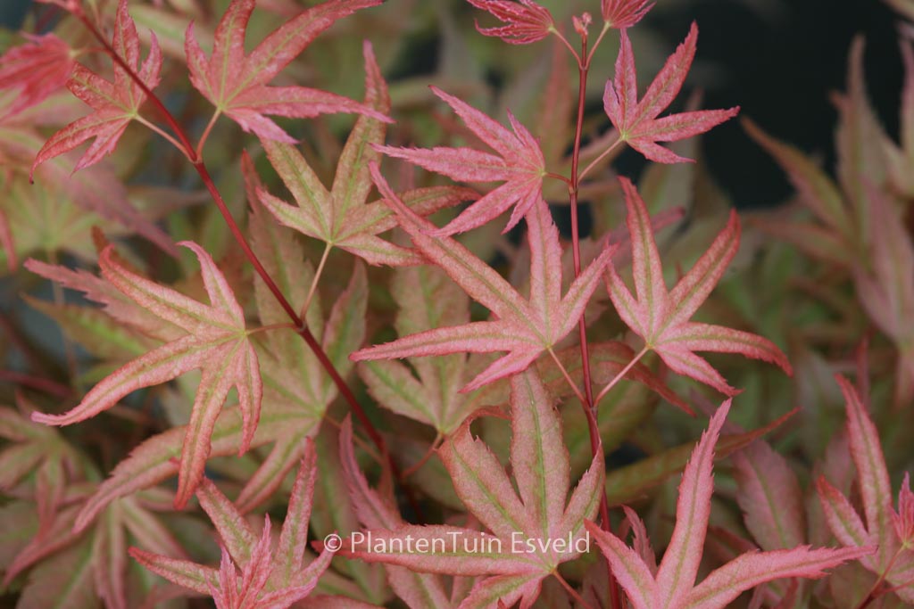 Acer palmatum ‚Naniwa-beni‘