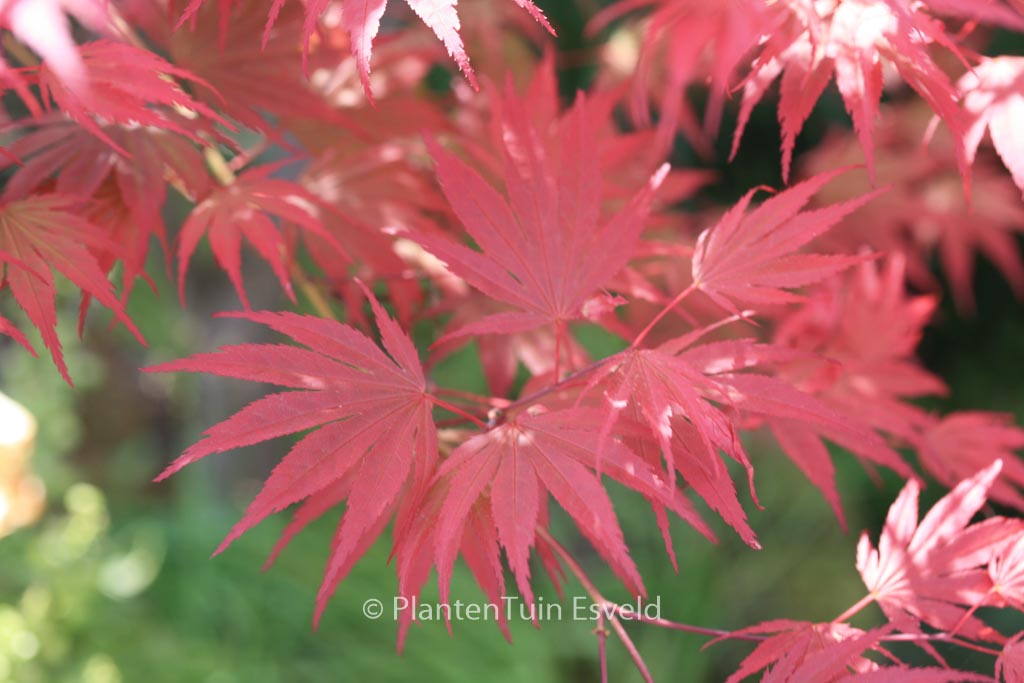 Acer palmatum ‚Nathan‘