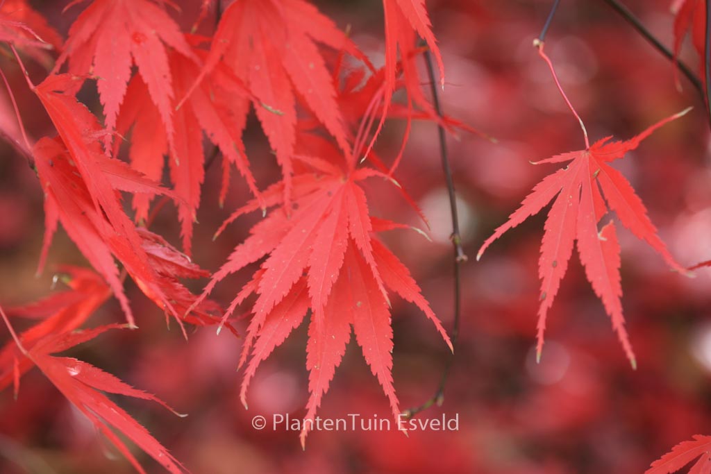 Acer palmatum ‚Nicholsonii‘