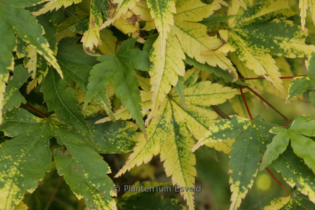 Acer palmatum ‚Nishiki-gasane‘