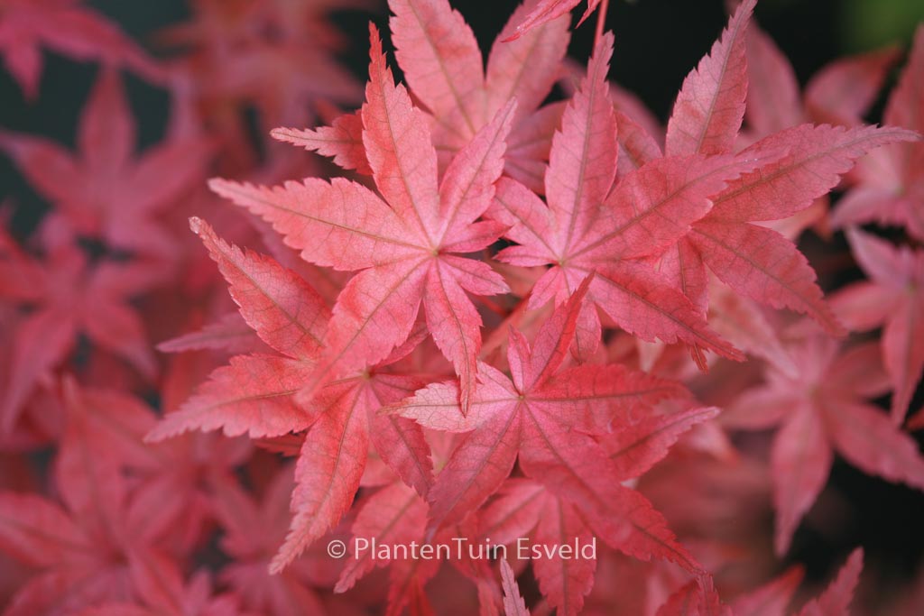 Acer palmatum ‚Nishiki-no-murasaki‘