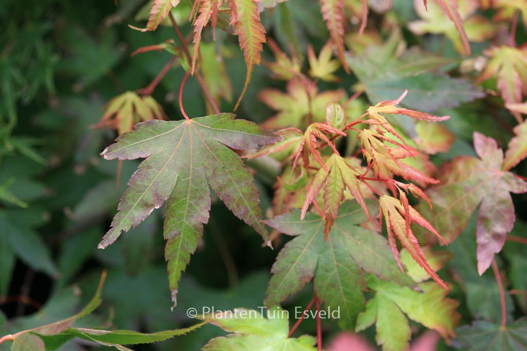 Acer palmatum ‚Nishiki-yamato‘