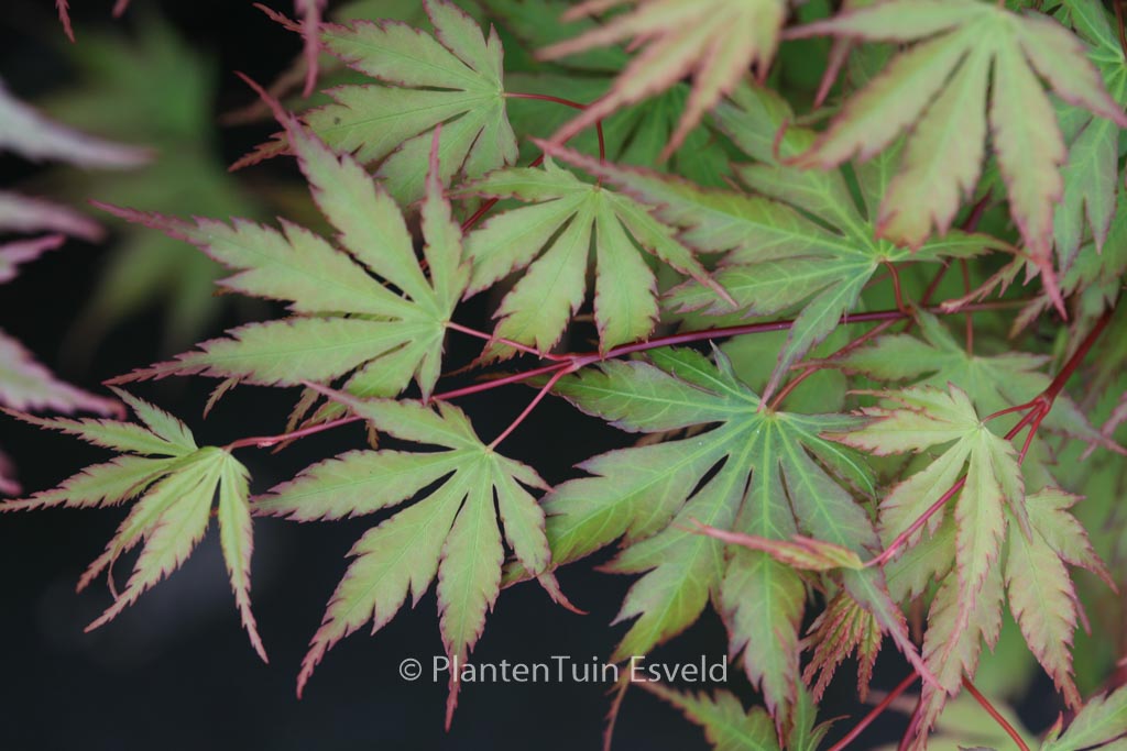 Acer palmatum ‚Nogat‘