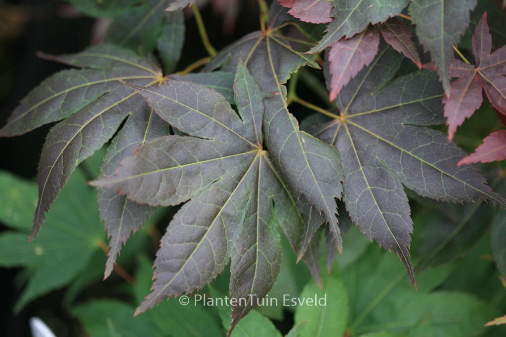 Acer palmatum ‚Nomura-kohyoh‘
