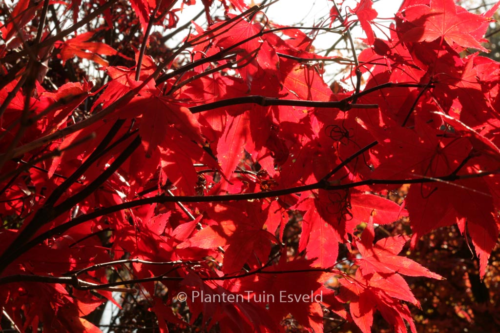 Acer palmatum ‚Nomura-nishiki‘