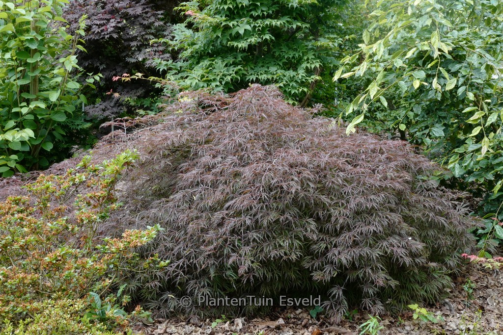 Acer palmatum ‚Nomura shidare‘
