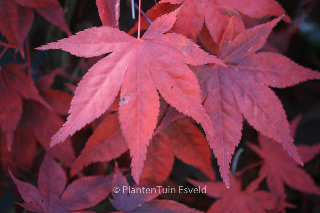 Acer palmatum ‚Noto‘