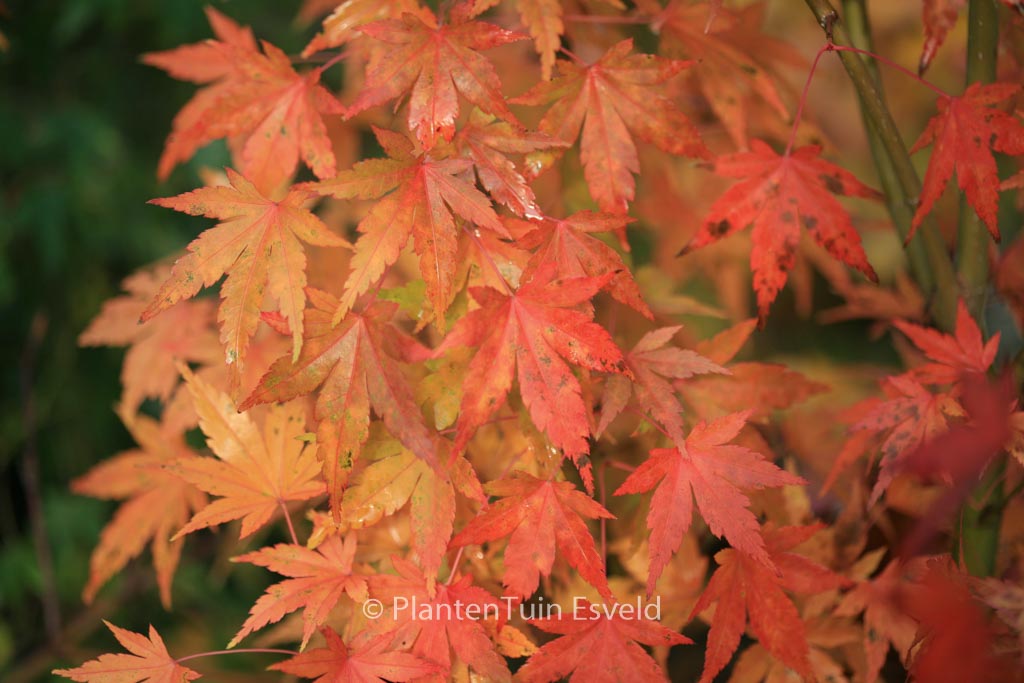 Acer palmatum ‚Nukata‘