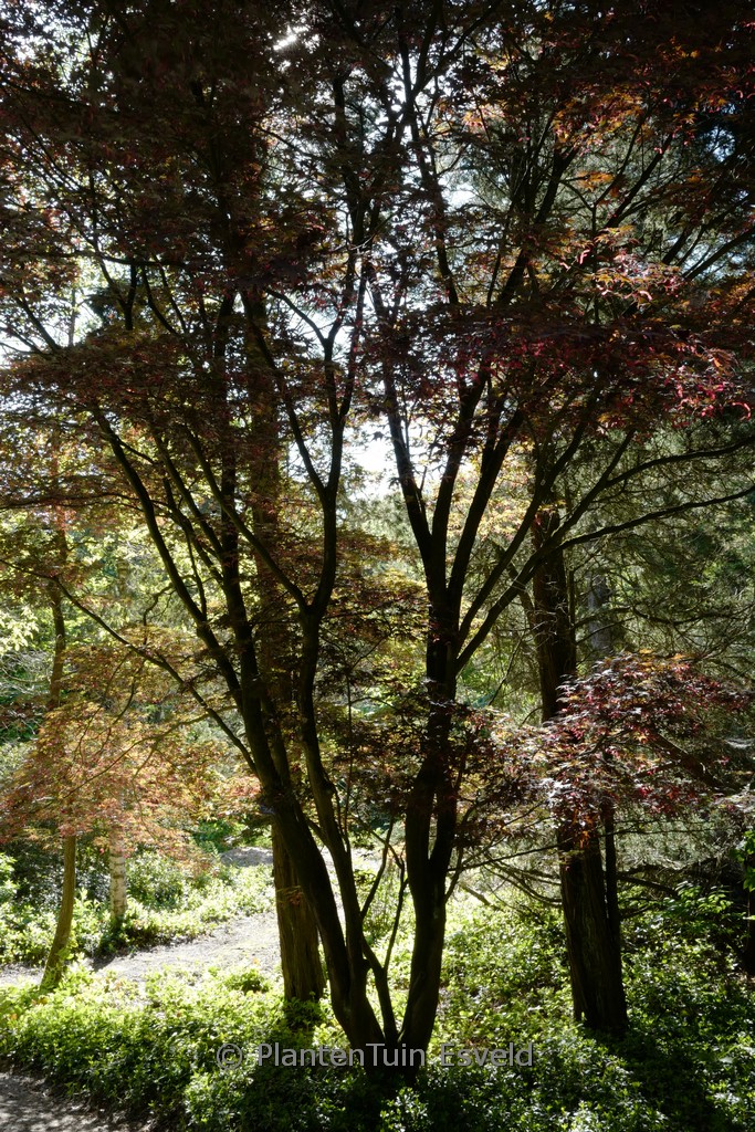 Acer palmatum ‚Nure-sagi‘