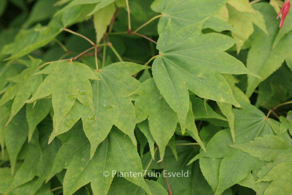 Acer palmatum ‚Nyaku-oji‘