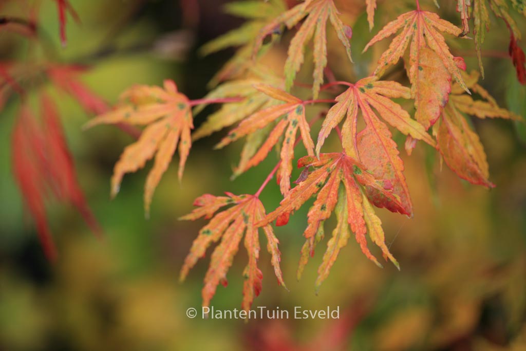 Acer palmatum ‚Ogi-nagashi‘