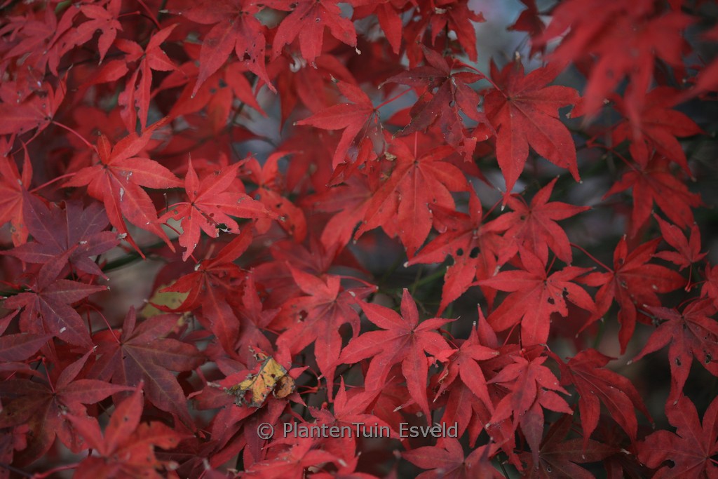 Acer palmatum ‚Ō-Kagami‘