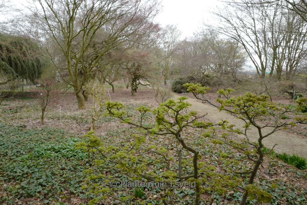 Acer palmatum ‚Ōjishi‘