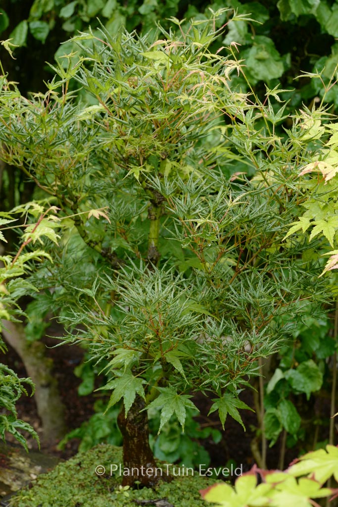 Acer palmatum ‚Okushimo‘