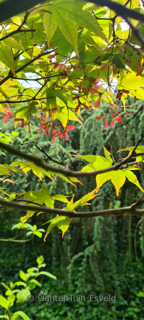 Acer palmatum ‚Omato‘