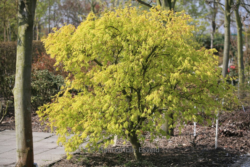 Acer palmatum ‚Omure-yama