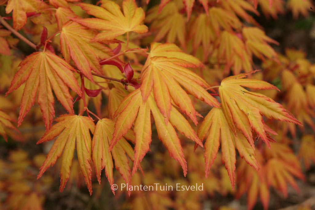 Acer palmatum ‚Orange Dream‘