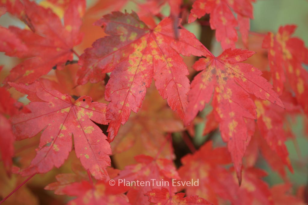 Acer palmatum ‚Oranges and Lemons‘