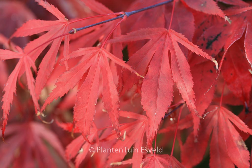 Acer palmatum ‚Oregon Sunset‘
