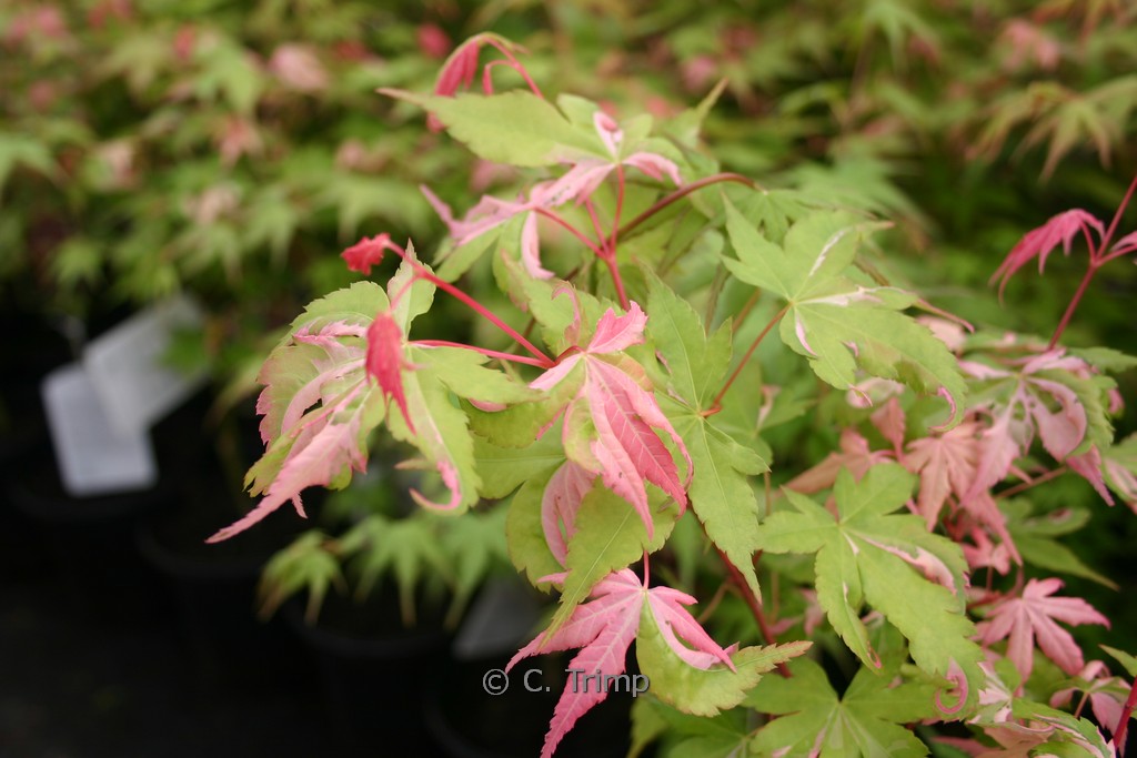 Acer palmatum ‚Oridono-nishiki‘
