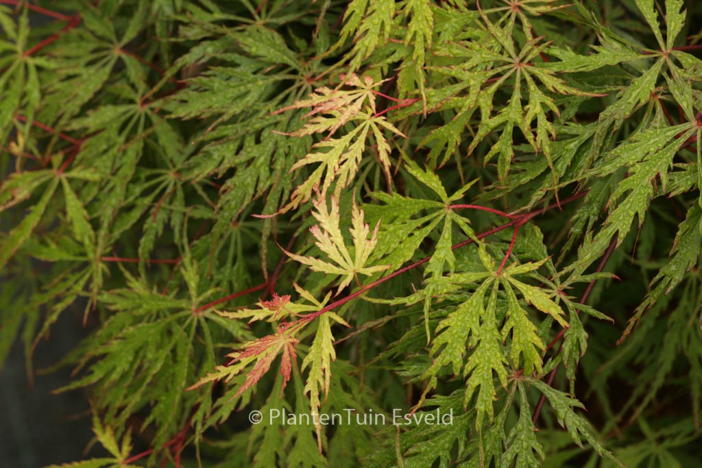 Acer palmatum ‚Oriental Lace‘