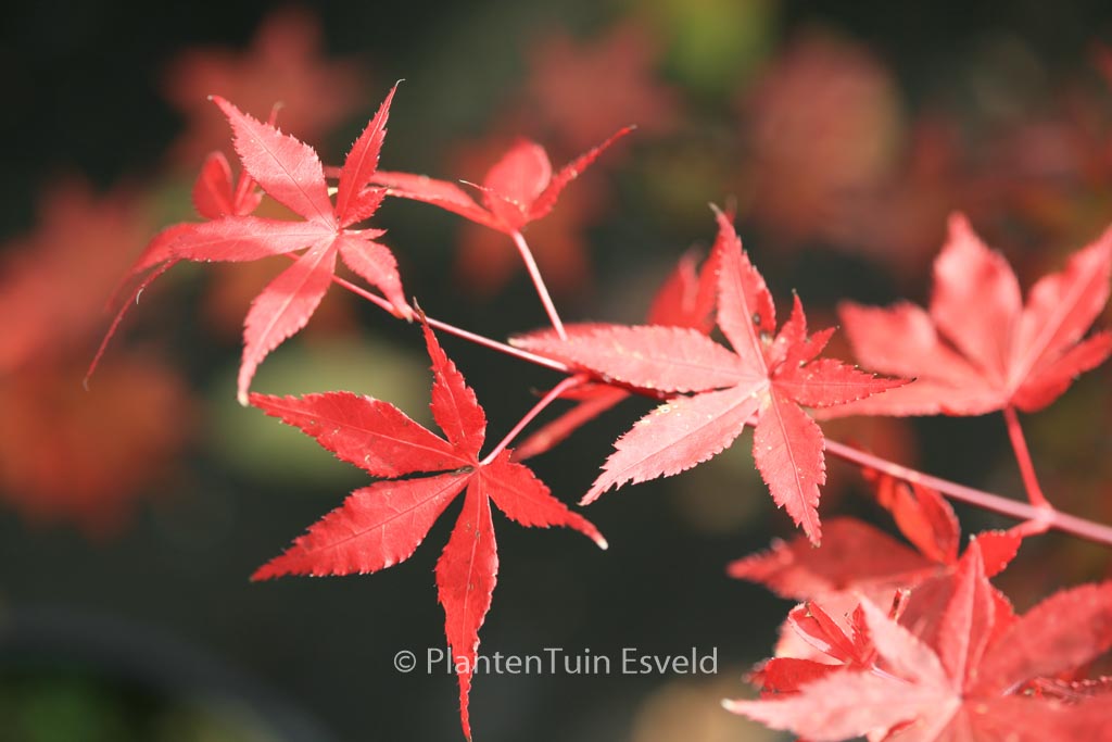 Acer palmatum ‚Oriental Mystery‘