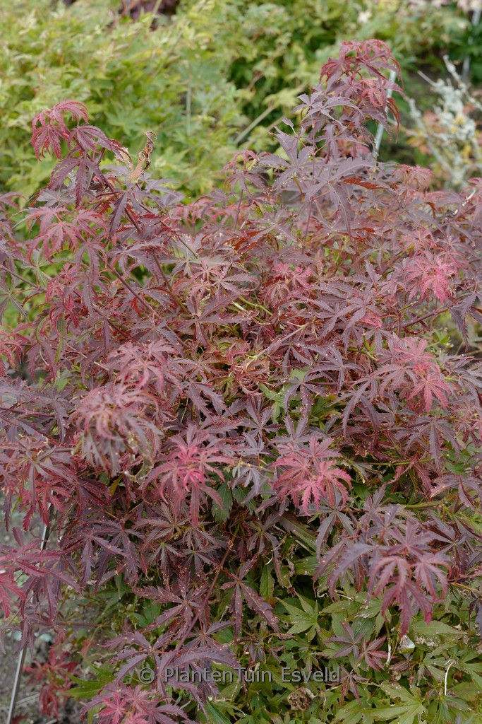 Acer palmatum ‚Orion‘