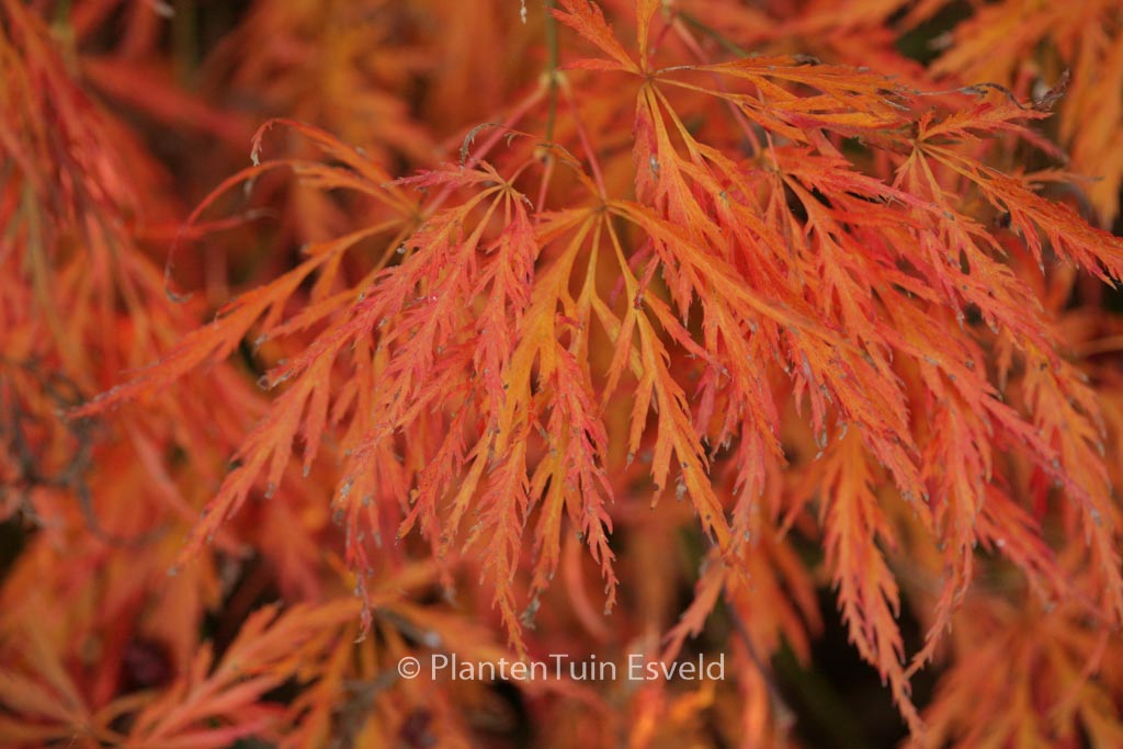 Acer palmatum ‚Ornatum‘