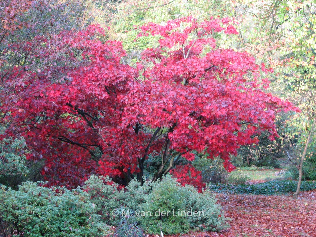 Acer palmatum ‚Osakazuki‘