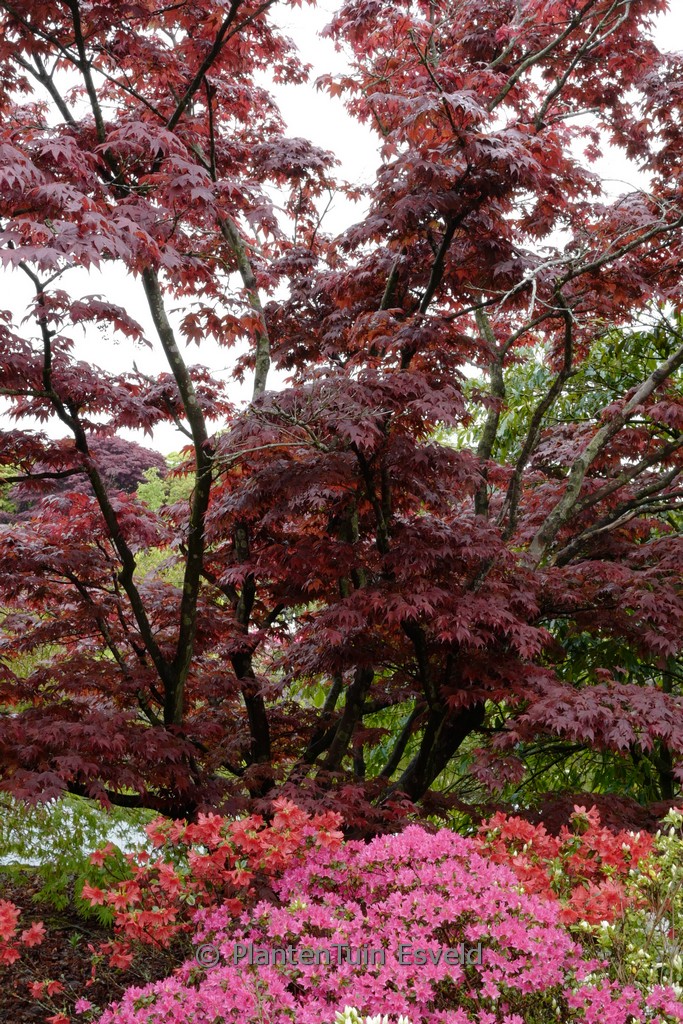 Acer palmatum ‚Oshio-beni‘