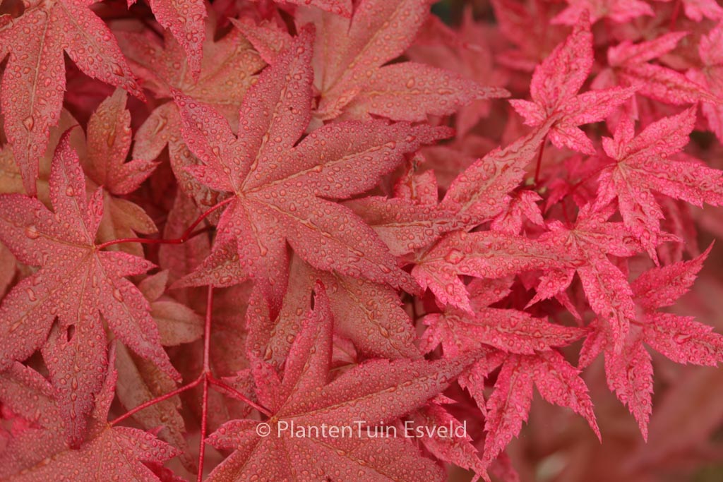 Acer palmatum ‚Otome-zakura‘