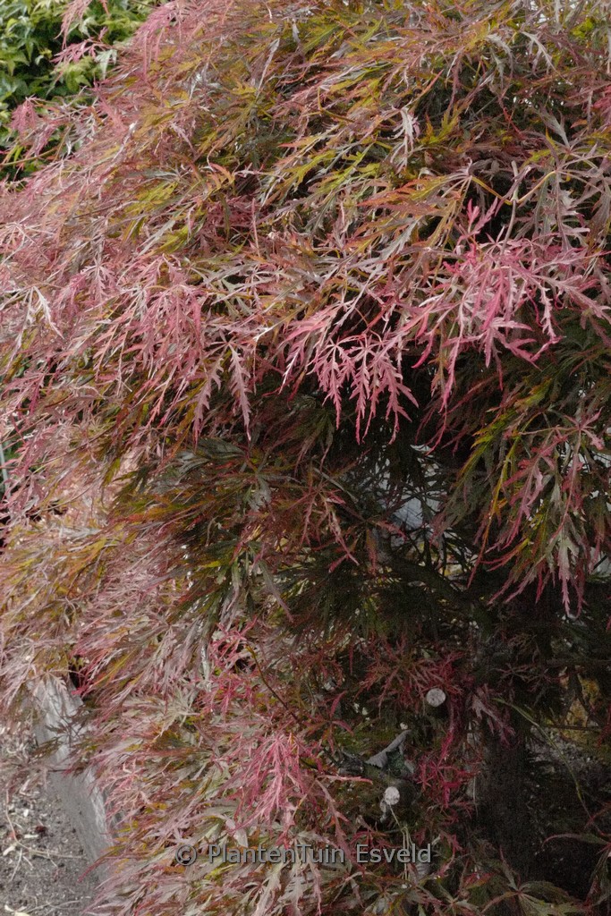 Acer palmatum ‚Otto’s Dissectum‘