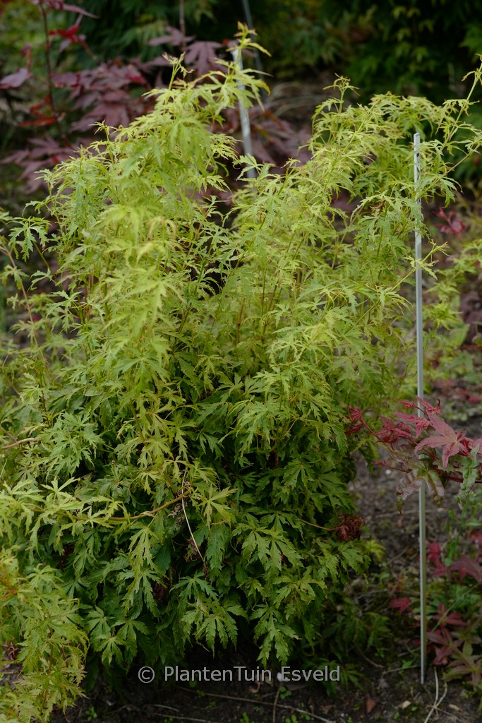 Acer palmatum ‚Patsy‘