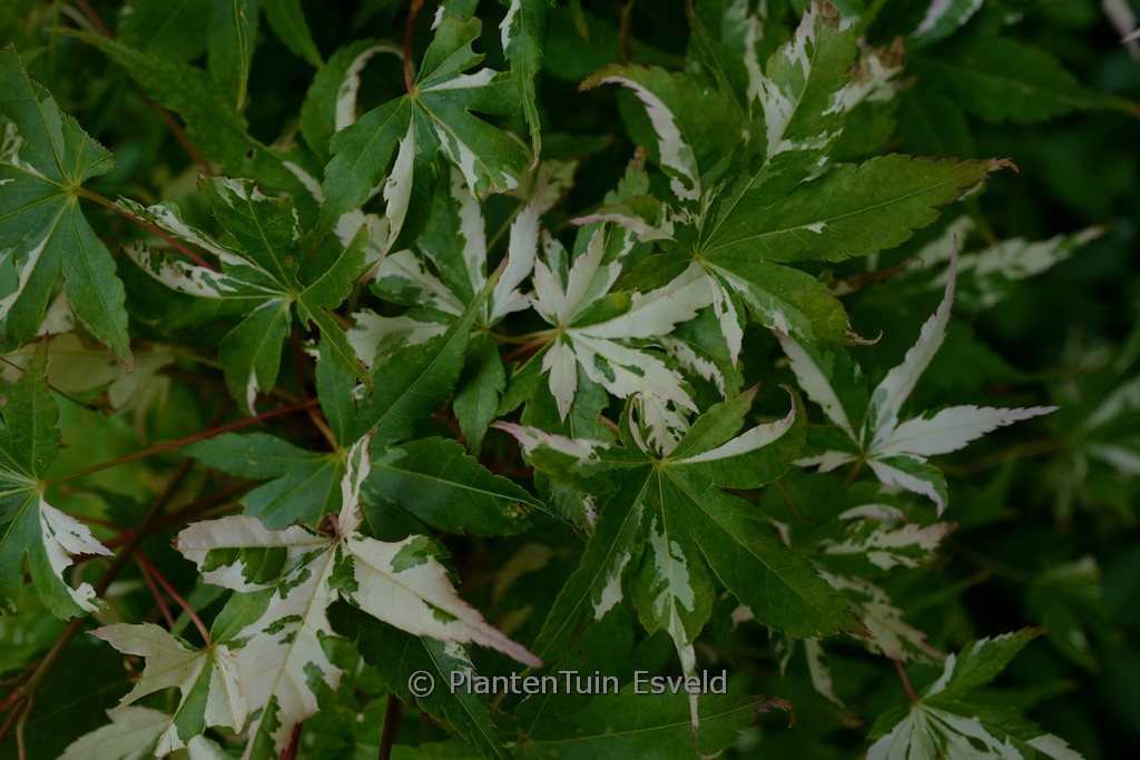 Acer palmatum ‚Paul’s Variegated‘