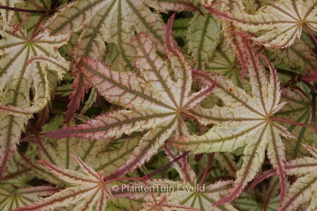 Acer palmatum ‚Peaches and Cream‘