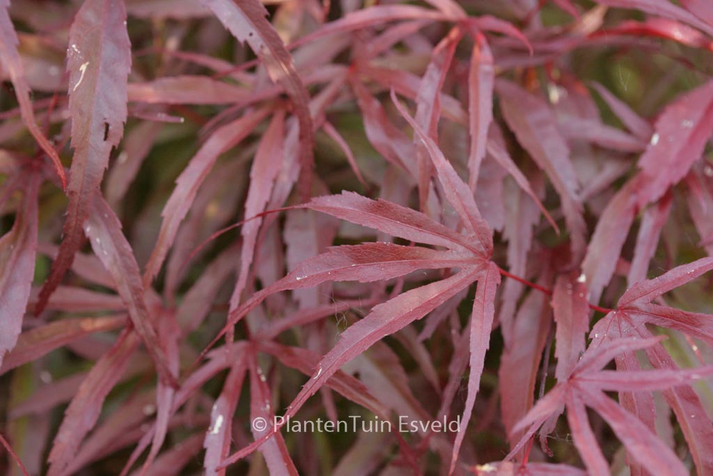 Acer palmatum ‚Peve Dave‘