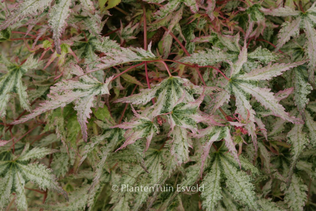 Acer palmatum ‚Peve Multicolor‘