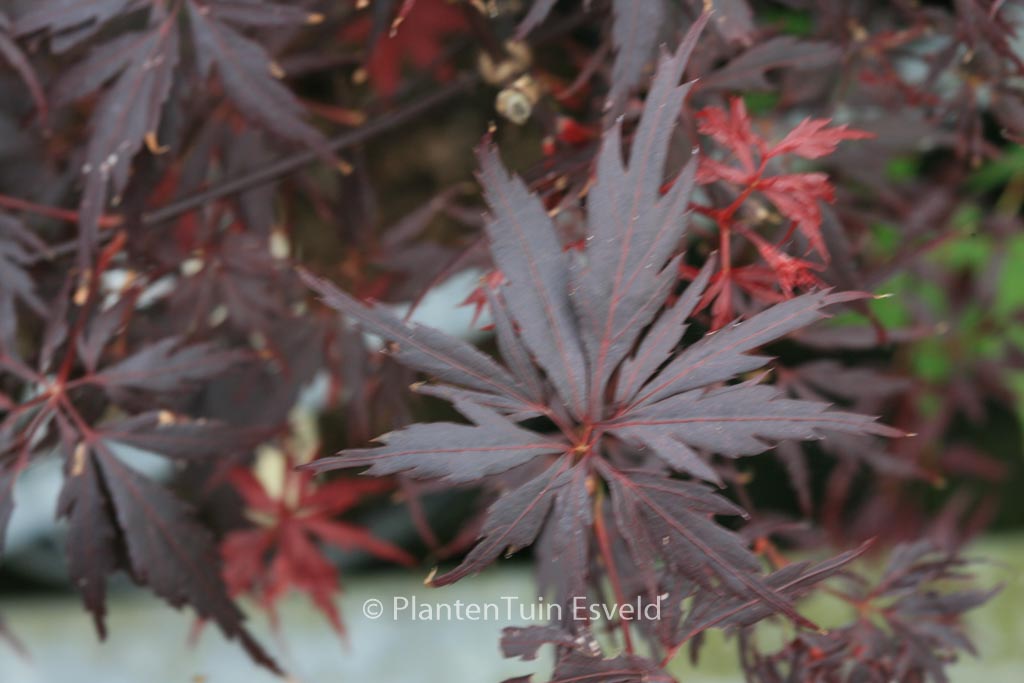 Acer palmatum ‚Peve Stanley‘