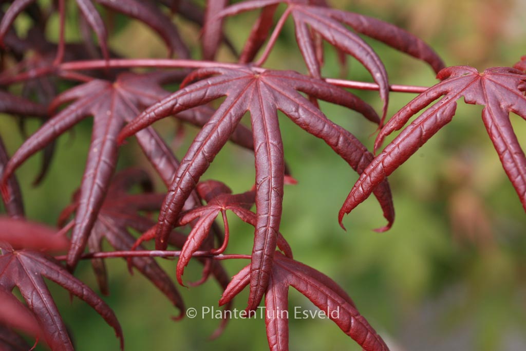 Acer palmatum ‚Peve Starfish‘