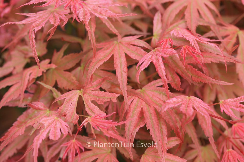 Acer palmatum ‚Phoenix‘