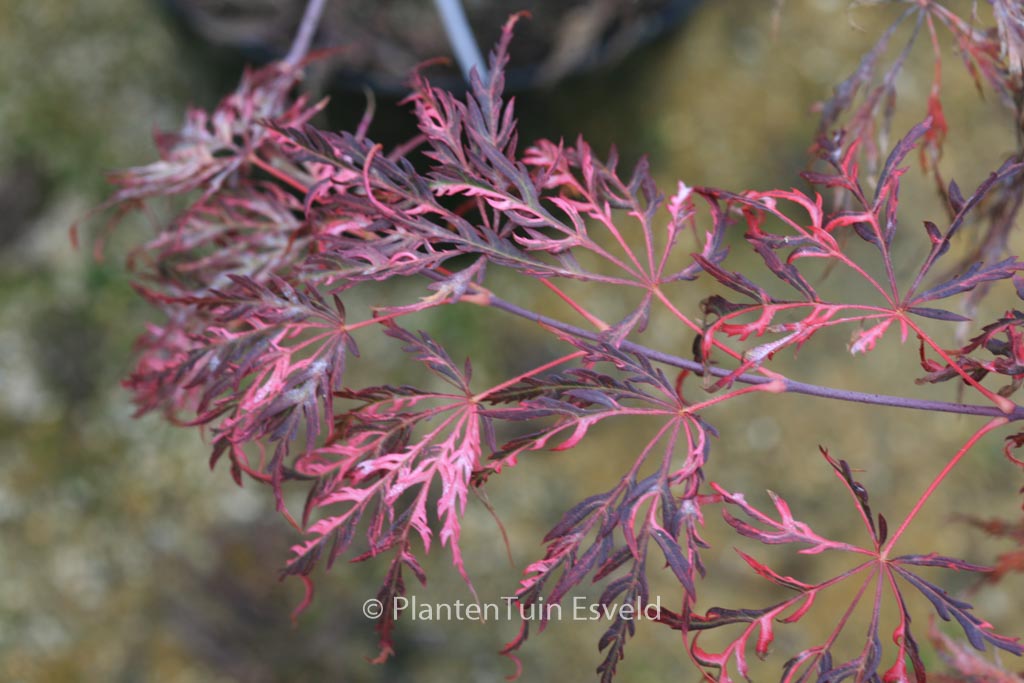 Acer palmatum ‚Pink Ballerina‘