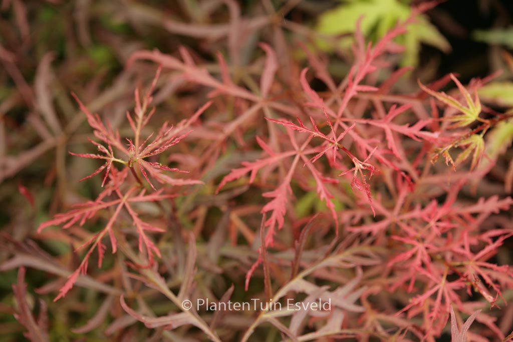 Acer palmatum ‚Pink Filigree‘