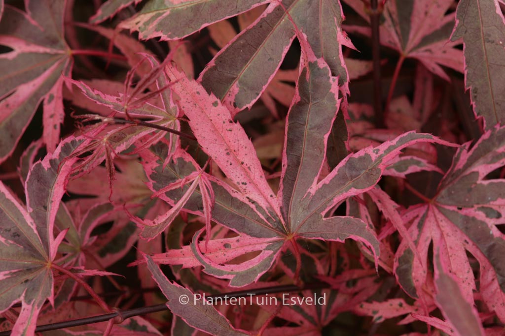 Acer palmatum ‚Pink Passion‘
